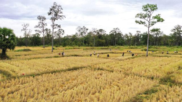 A landscape shot of rice farmers in a field harvesting conservation-friendly rice